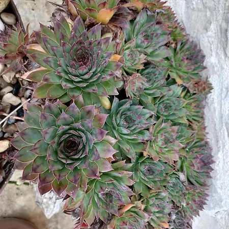 Wisteria At De La Vienne * Chaunay