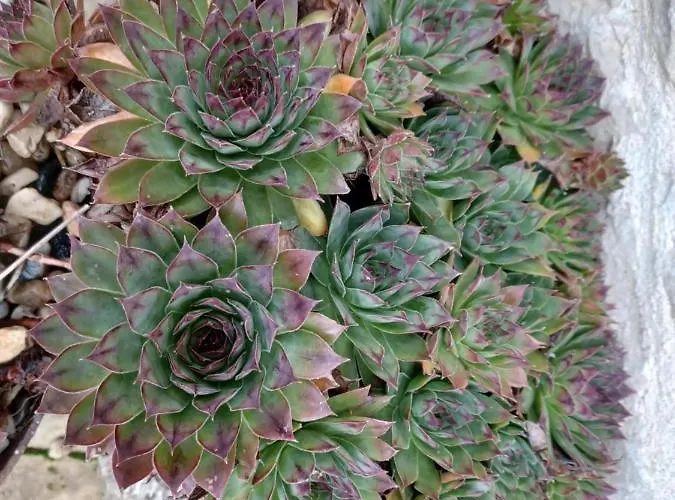 Wisteria At De La Vienne * Chaunay