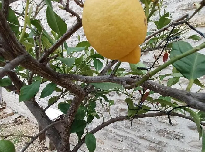 Wisteria At De La Vienne * Chaunay