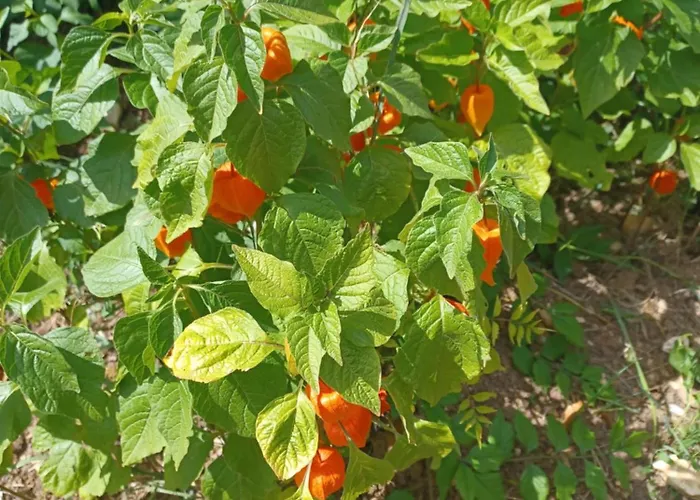Wisteria At De La Vienne Hébergement de vacances