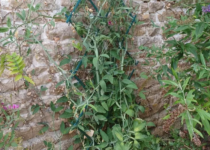 Wisteria At De La Vienne Hébergement de vacances Chaunay